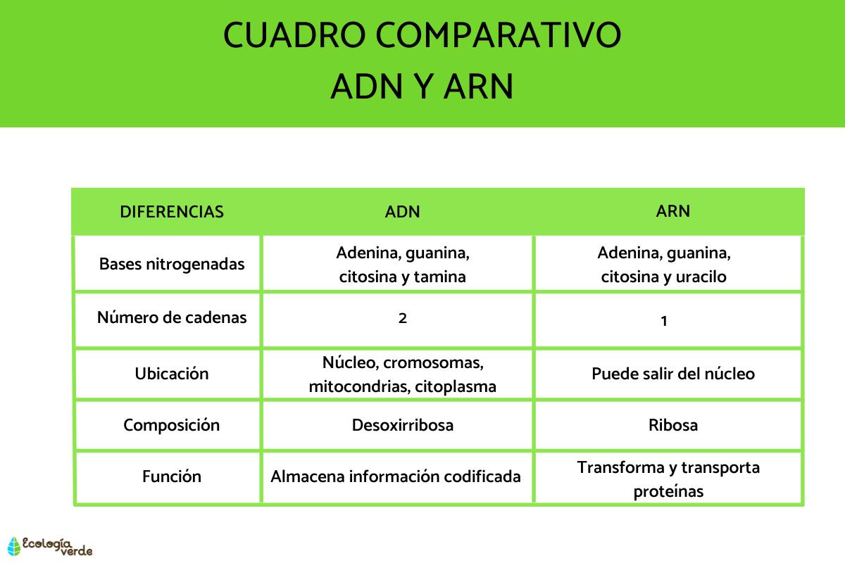 Diferencia entre ADN y ARN