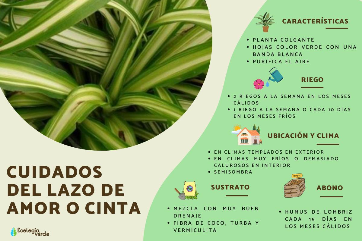 Lazo de amor o Chlorophytum comosum: cuidados