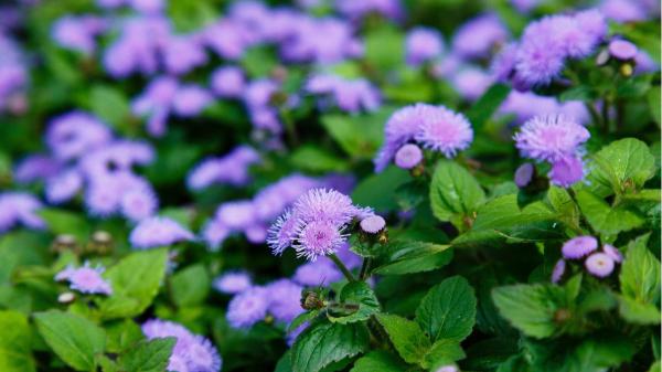 Antes de usar sprays antimosquitos, prueba a colocar esta planta con flores en tu casa si quieres ahuyentarlos - Por qué el agérato o damasquino ayuda a ahuyentar a los mosquitos