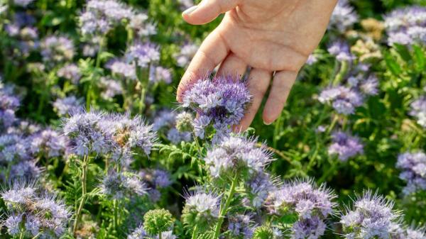 Antes de usar sprays antimosquitos, prueba a colocar esta planta con flores en tu casa si quieres ahuyentarlos - Qué es el agérato y por qué cada vez se planta más en jardines