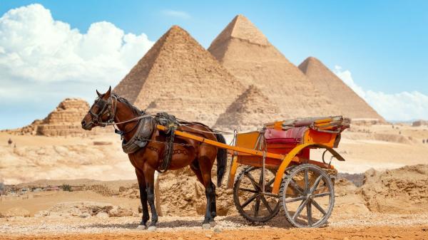 El sufrimiento de los camellos y los caballos en las pirámides de Giza impulsa un cambio que transformará el turismo en Egipto - Años de denuncias por el estado de camellos y caballos en Giza: heridas, agotamiento y falta de cuidados