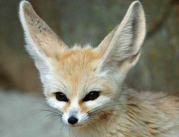 Fennec - Características del fennec