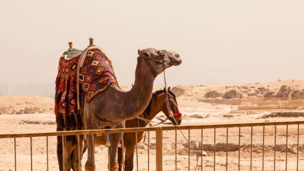 El sufrimiento de los camellos y los caballos en las pirámides de Giza impulsa un cambio que transformará el turismo en Egipto - El nuevo plan de Giza busca reducir el protagonismo de los animales