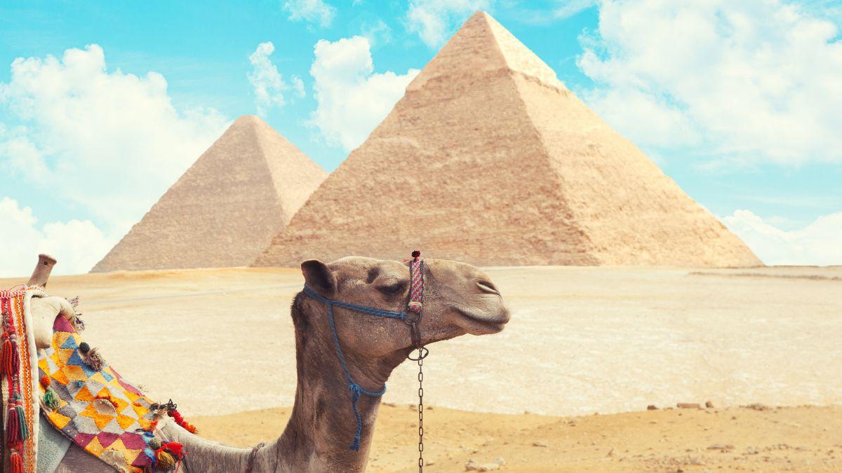 El sufrimiento de los camellos y los caballos en las pirámides de Giza impulsa un cambio que transformará el turismo en Egipto