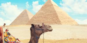 El sufrimiento de los camellos y los caballos en las pirámides de Giza impulsa un cambio que transformará el turismo en Egipto