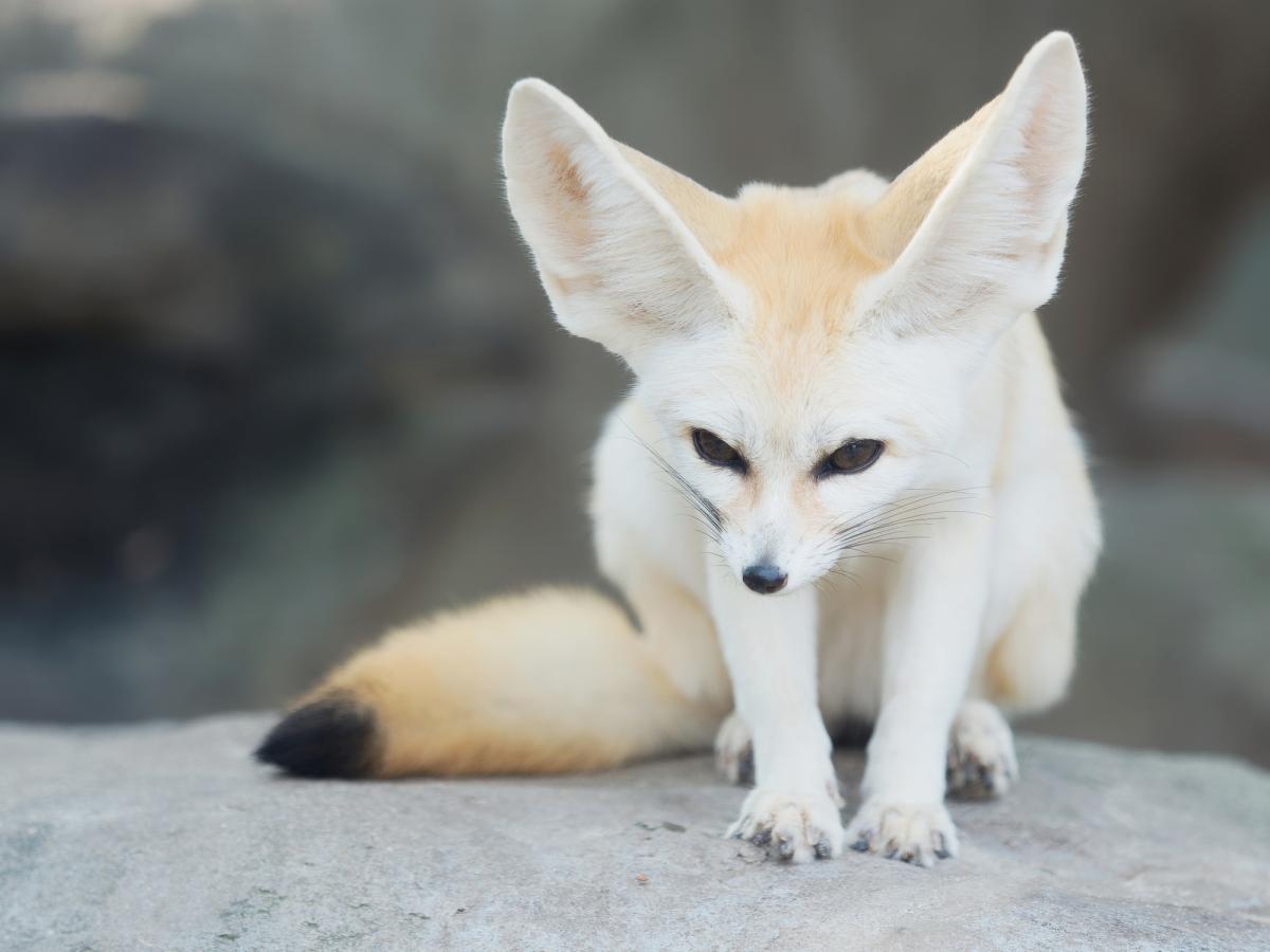 Fennec