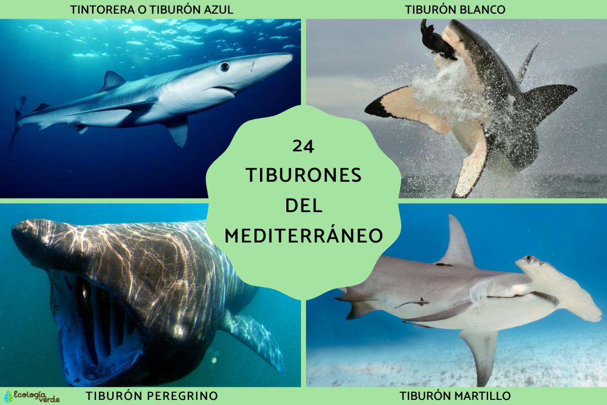 Tiburones del Mediterráneo