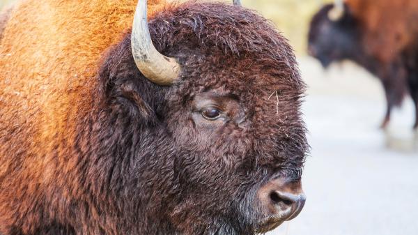México reintrodujo 47 bisontes tras más de 100 años desaparecidos: meses después, la naturaleza empieza a recuperar el ecosistema - 47 bisontes regresaron en 2025 después de más de un siglo de ausencia
