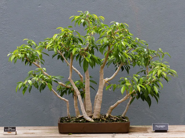 Bonsi Ficus Benjamina: Cuidados