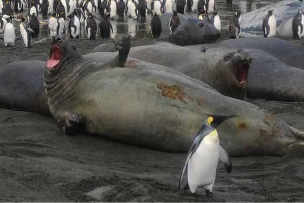 Elefante marino o Mirounga - Dónde vive el elefante marino 