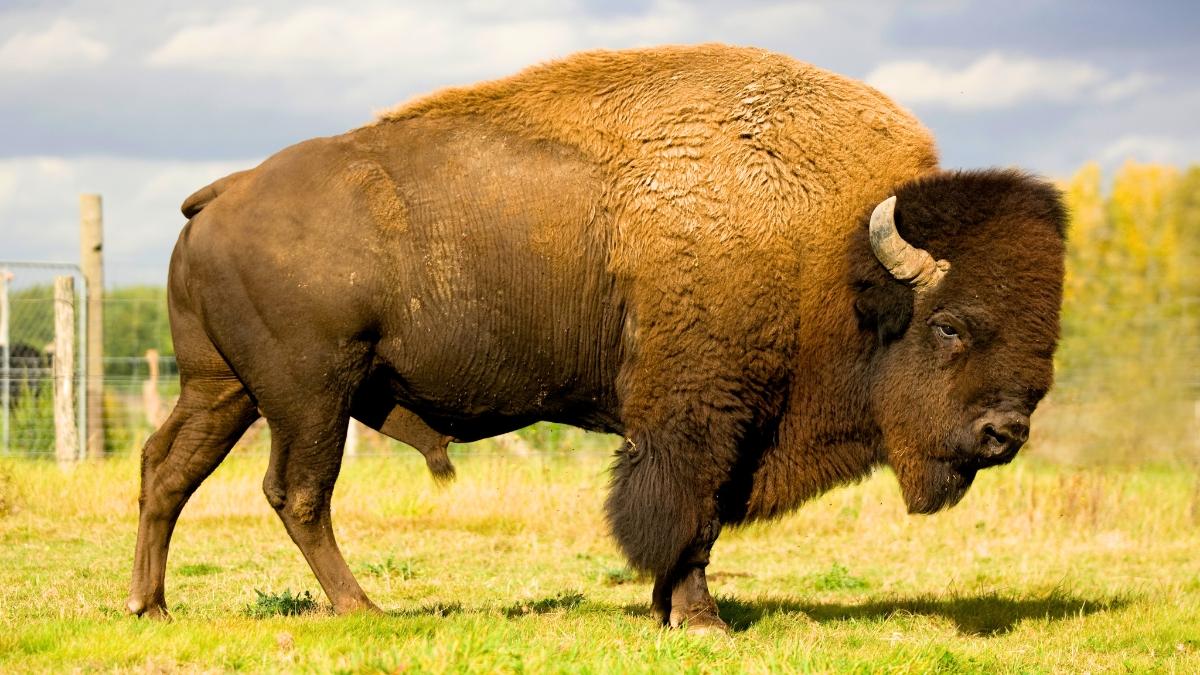 México reintrodujo 47 bisontes tras más de 100 años desaparecidos: meses después, la naturaleza empieza a recuperar el ecosistema