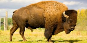 México reintrodujo 47 bisontes tras más de 100 años desaparecidos: meses después, la naturaleza empieza a recuperar el ecosistema