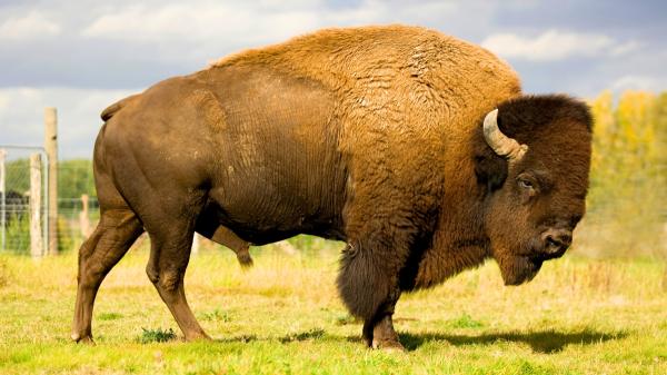 México reintrodujo 47 bisontes tras más de 100 años desaparecidos: meses después, la naturaleza empieza a recuperar el ecosistema