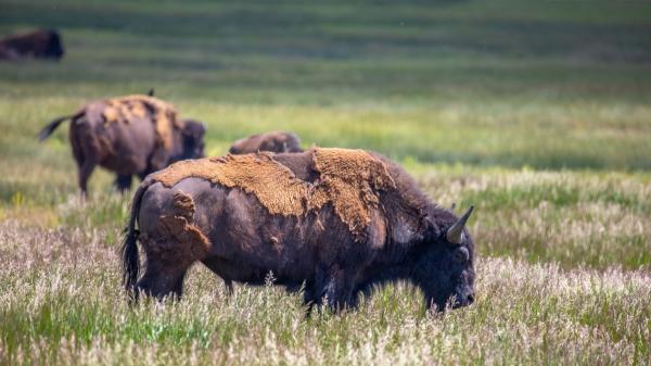México reintrodujo 47 bisontes tras más de 100 años desaparecidos: meses después, la naturaleza empieza a recuperar el ecosistema - Por qué los bisontes pueden transformar un ecosistema con su actividad diaria