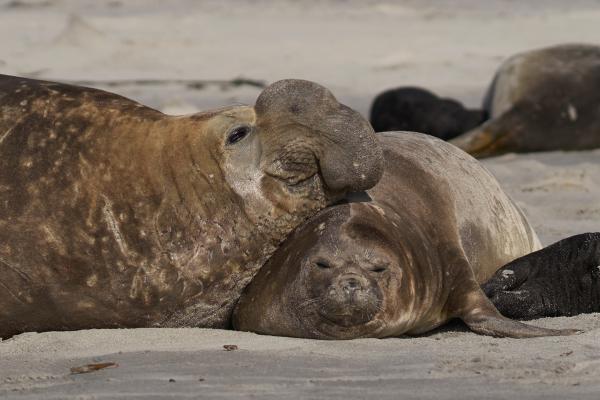 Elefante marino o Mirounga - Reproducción del elefante marino 