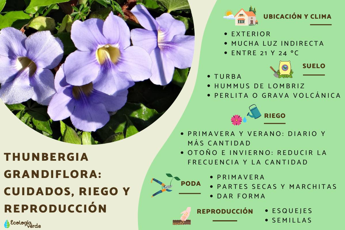 Thunbergia grandiflora: cuidados, riego y reproducción