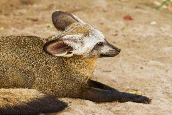 Zorro orejudo u Otocyon megalotis - Amenazas y conservación del zorro orejudo