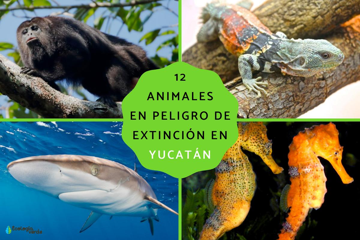 Animales en peligro de extinción en Yucatán