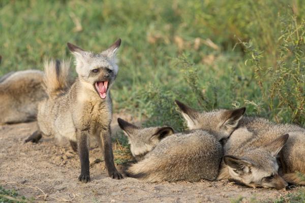 Zorro orejudo u Otocyon megalotis - Comportamiento del zorro orejudo 