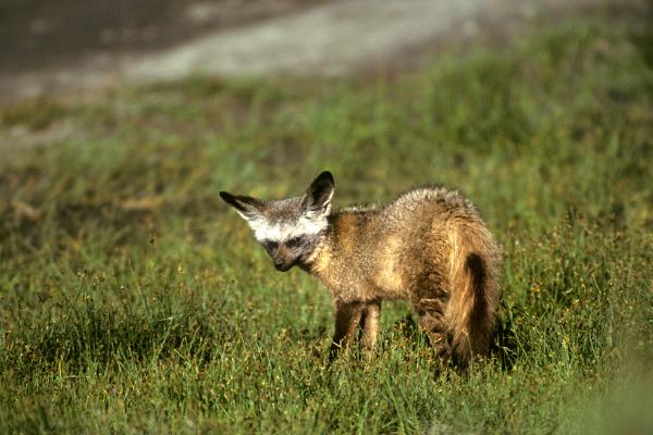 Zorro orejudo u Otocyon megalotis - Dónde vive el zorro orejudo