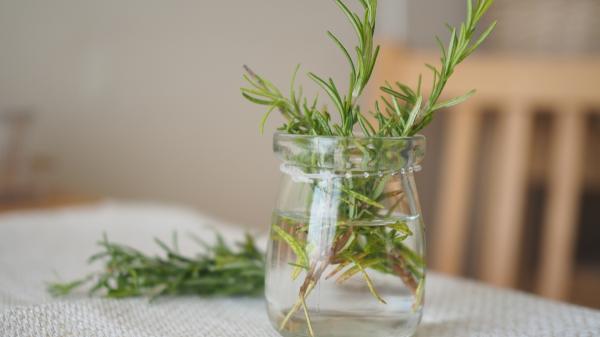Poner un frasco con romero y agua en el dormitorio tiene un motivo: para qué sirve este sencillo truco casero - El romero libera compuestos aromáticos que pueden influir en cómo percibimos una habitación