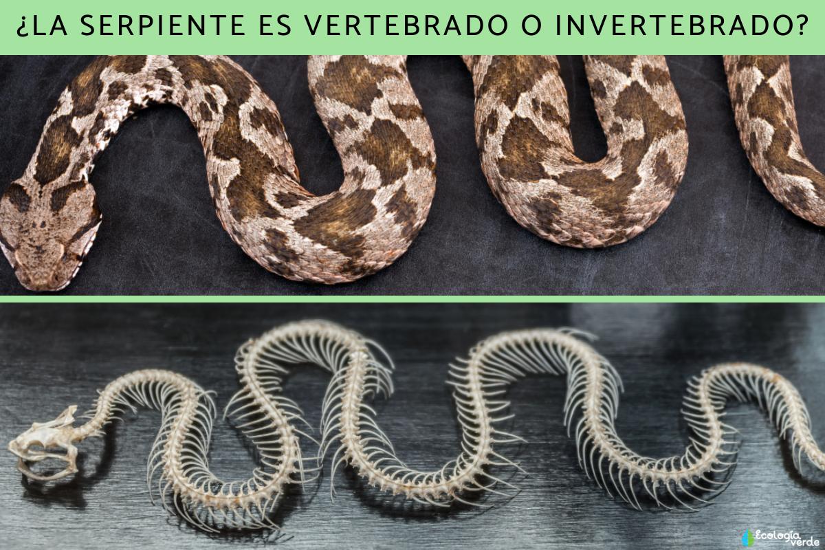 ¿La serpiente es vertebrado o invertebrado?