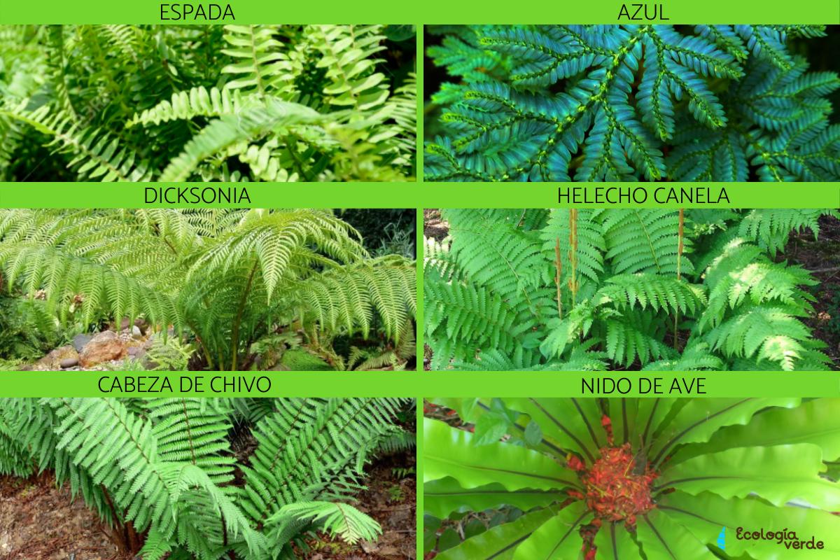 Tipos de helechos