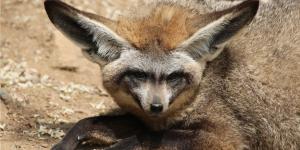 Zorro orejudo u Otocyon megalotis