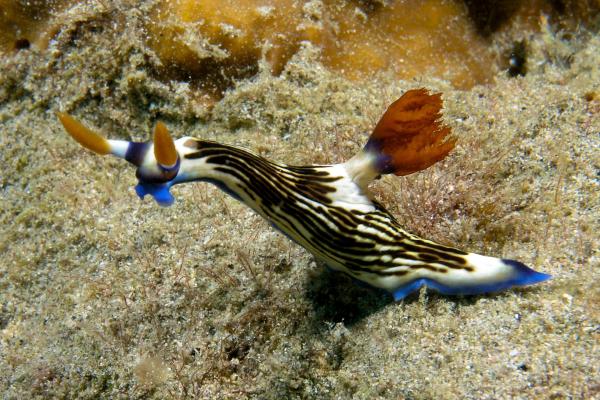 Nudibranquios: especies y características - Comportamiento de los nudibranquios