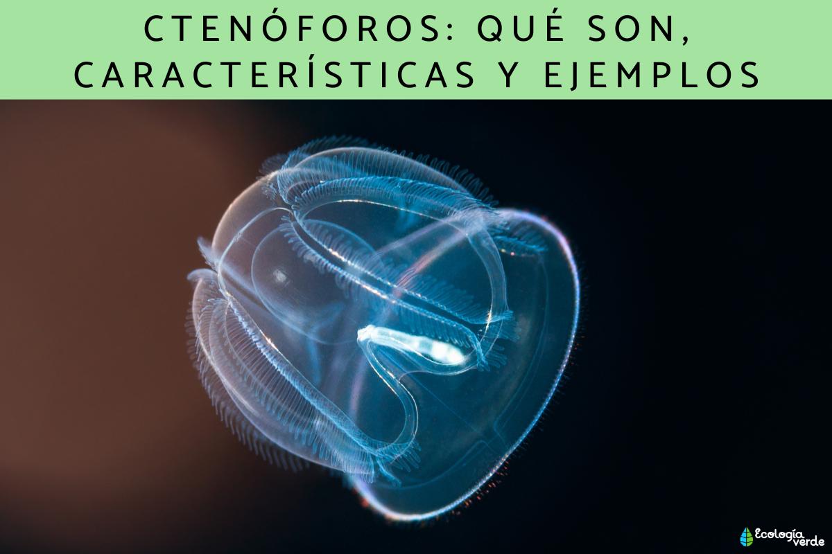 Ctenóforos: qué son, características y ejemplos