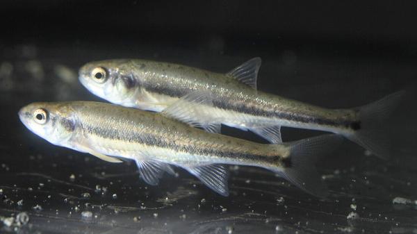 En 2025 eliminaron un pez invasor de dos lagos de los Pirineos: 10 meses después, los anfibios e invertebrados han regresado - El pequeño pez que estaba alterando el equilibrio del ecosistema