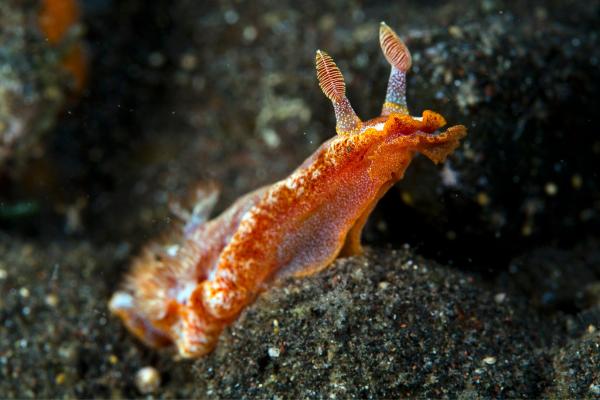 Nudibranquios: especies y características