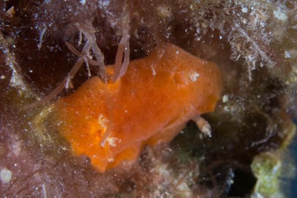 Nudibranquios: especies y características - Reproducción de los nudibranquios