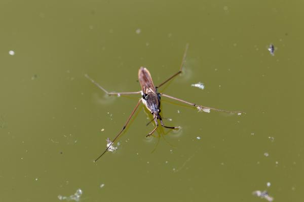 Propiedades del agua - Tensión superficial