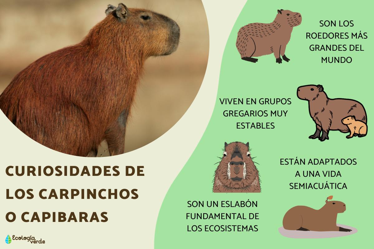 Curiosidades de los carpinchos o capibaras