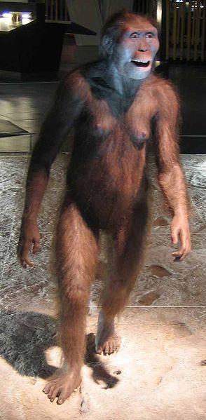 Ancestros del Ser Humano - Australopithecus afarensis 