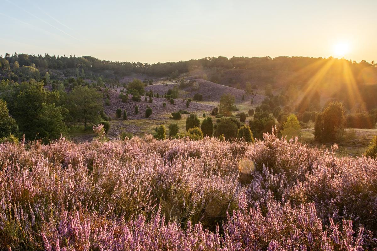 Brezales: qué son, tipos e importancia