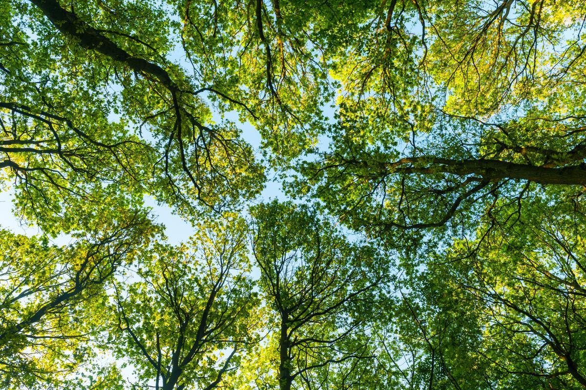 Curiosidades de los árboles