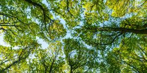 Curiosidades de los árboles