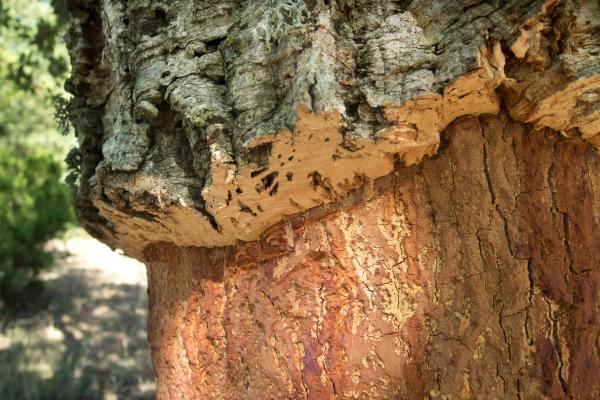 Curiosidades de los árboles - El corcho se obtiene de la corteza de los árboles