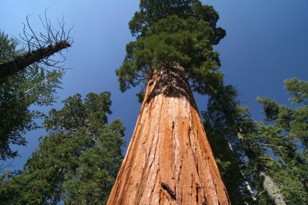 Curiosidades de los árboles - El ser vivo más alto del planeta es un árbol