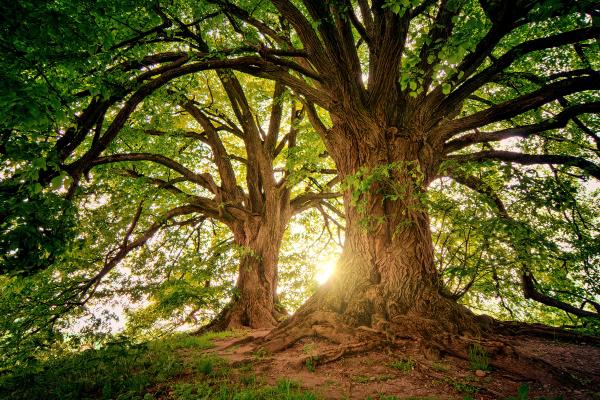 Curiosidades de los árboles - Pueden transportar agua contra la gravedad, hasta 100 metros de altura