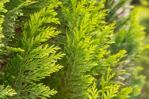 Curiosidades de los árboles - Tienen hojas adaptadas a los diferentes climas