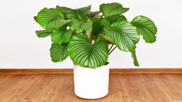 Las plantas de moda que triunfan en Instagram salen este fin de semana en Lidl por menos de 6 euros - Calathea, Monstera y Strelitzia, ideales para decorar salones