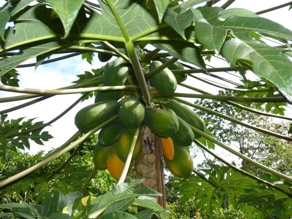 Papaya - Características de la papaya