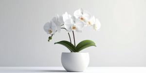 Las plantas de moda que triunfan en Instagram salen este fin de semana en Lidl por menos de 6 euros