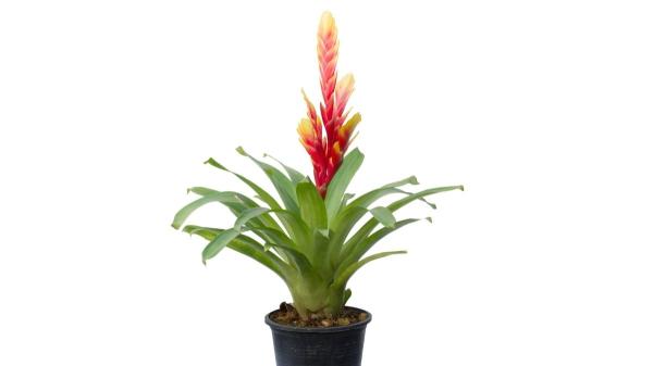 Las plantas de moda que triunfan en Instagram salen este fin de semana en Lidl por menos de 6 euros - Orquídea y bromelia minis, unas flores exóticas que transforman cualquier rincón