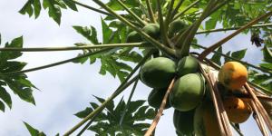 Papaya