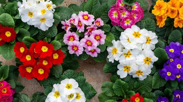 Las plantas de moda que triunfan en Instagram salen este fin de semana en Lidl por menos de 6 euros - Prímula acaulis, una planta pequeña con flores muy coloridas