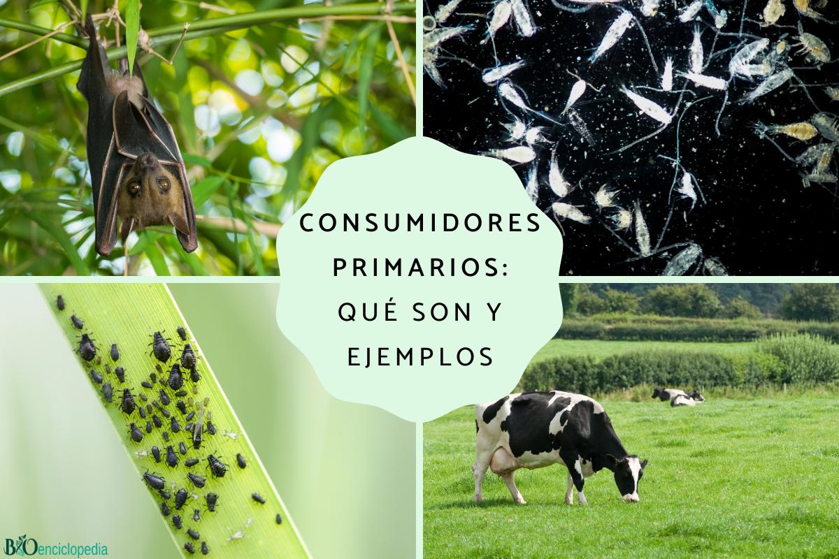 Consumidores primarios: qué son y ejemplos